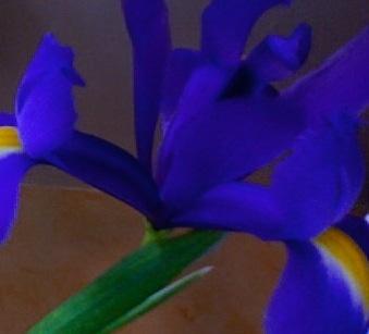 iris bleu photo pour mon logo